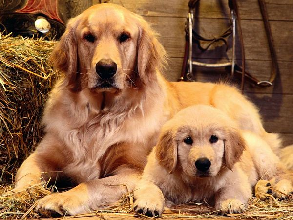 free wallpaper of a mother dog and her baby ,click to download