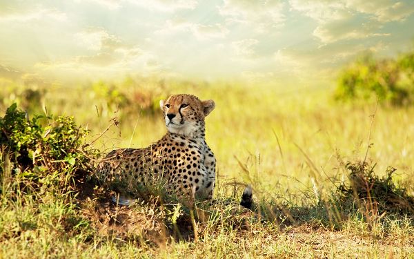 free wallpaper of animals: Cheetah on the savannah of Africa ,click to download