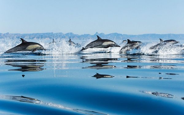 free wallpaper  of animals: lovely Dolphins jumping out of water ,click to download