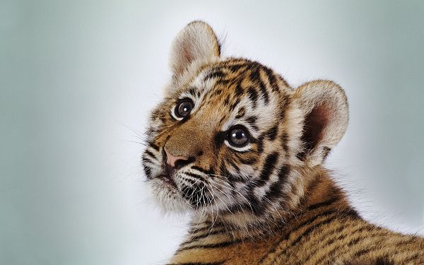 free wallpaper of animals-a cute tiger cub looking at something,click to download