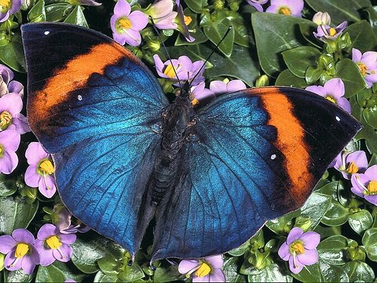 free wallpaper of butterfly and flowers,click to download