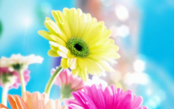 free wallpaper of colorful charming flowers,click to download