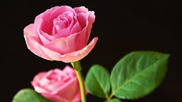 free wallpaper of flower - pink roses full in bloom,click to download