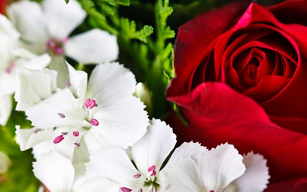 free wallpaper of flowers,click to download