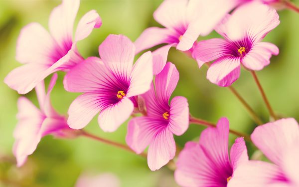 free wallpaper of flowers: pretty Purple Verbena in the background of green
 ,click to download