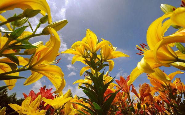 free wallpaper of flowers-yellow lilies full in bloom,click to download