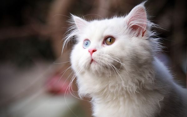 free wallpaper of lovely animalis: a white cat looking upward ,click to download