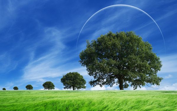 free wallpaper of natural scenery: green grass waving with the wind ,click to download