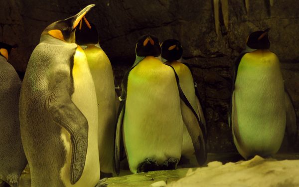 free wallpaper of some sleepy penguins  ,click to download