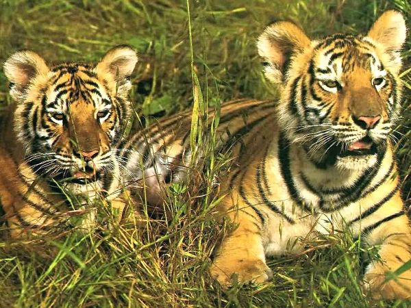 free wallpaper of two tigers lying on the grass ,click to download