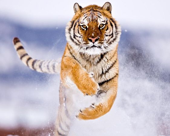 free wallppaer of animals: Manchurian Tiger in snow
 ,click to download