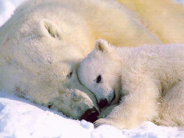 free wallpper of sleeping polar bear in the snow
 ,click to download