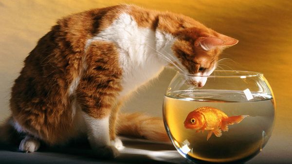 funny wallpaper of a cat that is liiking at a fish in the fish tank ,click to download