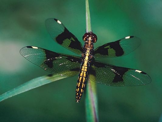 high quality free wallpaper of dragonfly,click to download