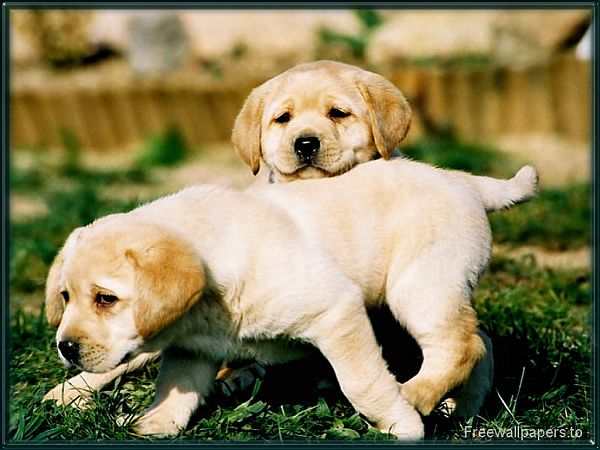 high quality free wallpaper：two dogs on the lawn ,click to download