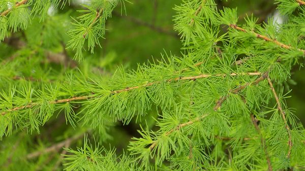 click to free download the wallpaper--images of nature - Pine Trees with Extremely Green Leaves, Spring Must Have Come