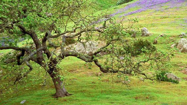 click to free download the wallpaper--landscape image - A Green Tree, Branches in Unique Style, Purple and Blooming Flowers