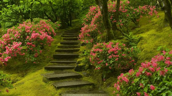 click to free download the wallpaper--landscape photography - Pink Flowers Along the Wet Steps, Fantanstic Walking Experience
