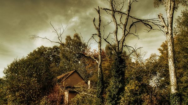 landscape photos - The Dark Sky and Bent Down Trees, a Depressing and Gloomy Scene