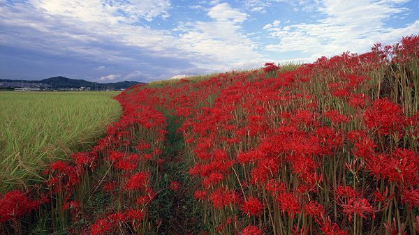 click to free download the wallpaper--landscape wallpaper - Green Plants and Red Flowers, the Blue Sky, Quite a Contrast