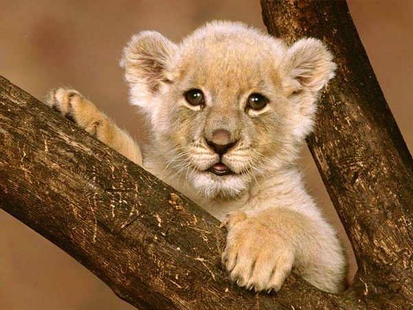 lovely baby lion free wallpaper ,click to download