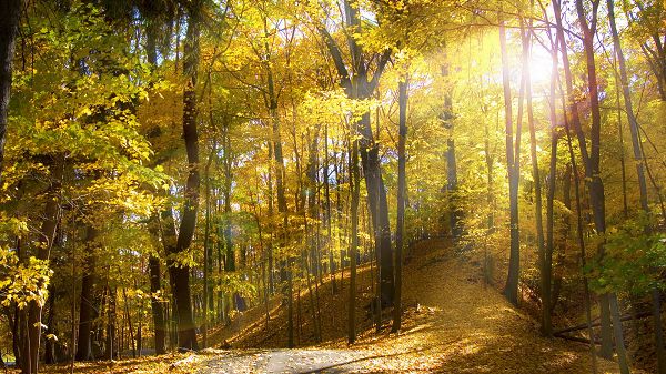 click to free download the wallpaper--natural photos - Bright Sunlight Pouring in, Yellow Leaves, is Prosperous Scene
