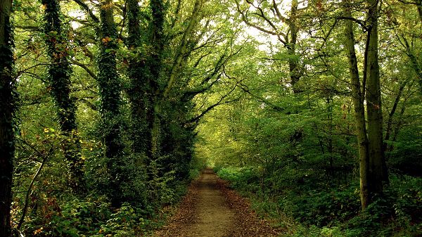 click to free download the wallpaper--natural scenery photos - A Narrow and Straight Road, Tall and Green Trees Alongside, Great Walking Experience