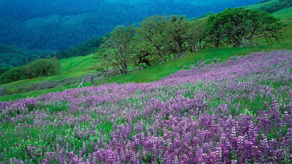 click to free download the wallpaper--natural scenery photos - Purple Flowers in Bloom, Green Trees on the Hillside, What a Scene!
