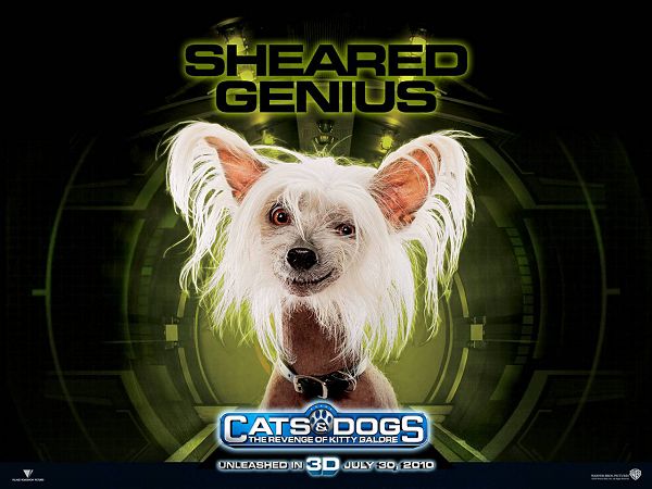 Poster Of Movie Sheared Genius