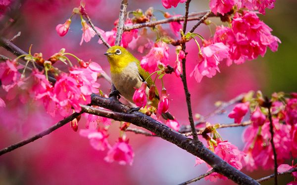 pretty wallppaer of animals: a small yellow bird on the branch of rose color cherry tree ,click to download
