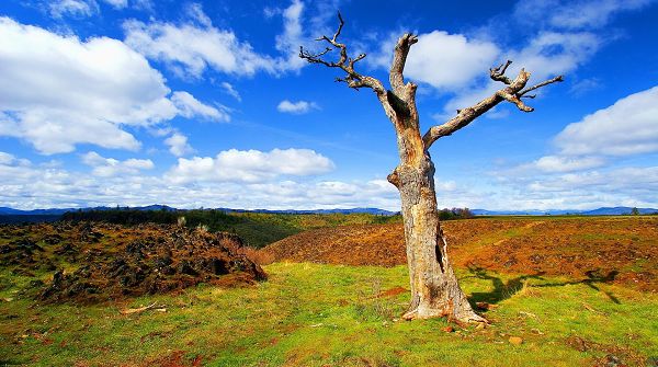 click to free download the wallpaper--sceneries pictures - The Blue Sky with White Clouds on, a Tall Tree Stretching Out Its Arms