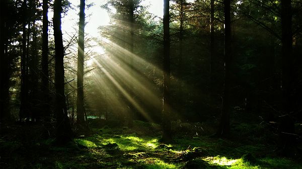 click to free download the wallpaper--scenery photos - Dawn, the First Sunlight, the Dark Forest Will Soon be Bright