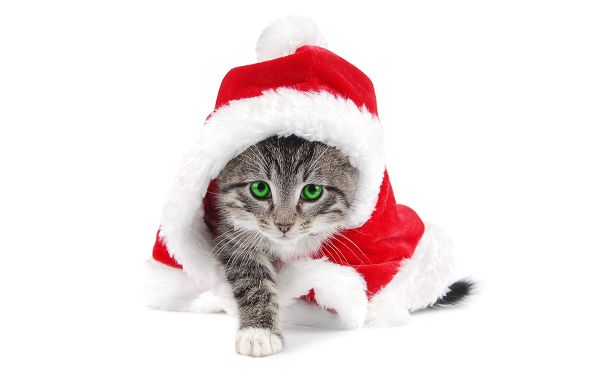 wallpaper of a naught cat wearing the clothes of Santa Claus ,click to download