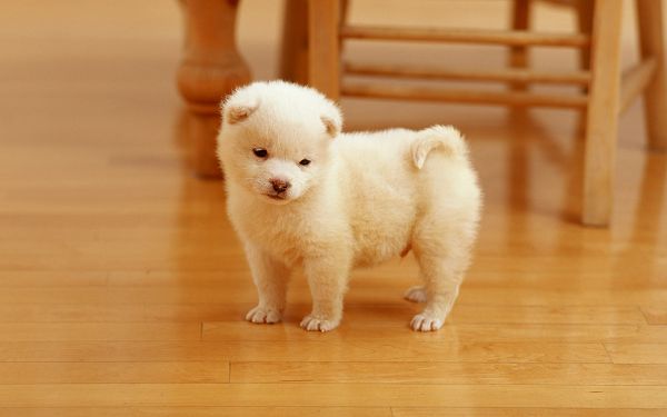wallpaper of animal: a lovely white puppy ,click to download