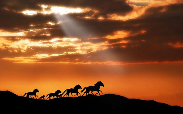 wallpaper of animal: several horses running in the dusk ,click to download
