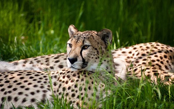 wallpaper of animal: the fastest animal on the land - cheetah ,click to download