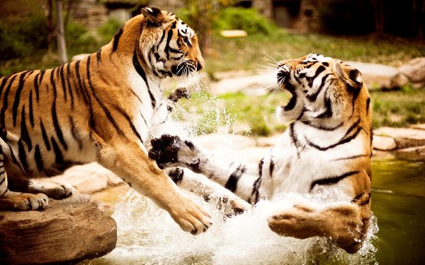 wallpaper of animal: two tigers playing in th water ,click to download