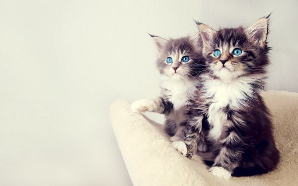 wallpaper of animalis: two lovely kittens ,click to download