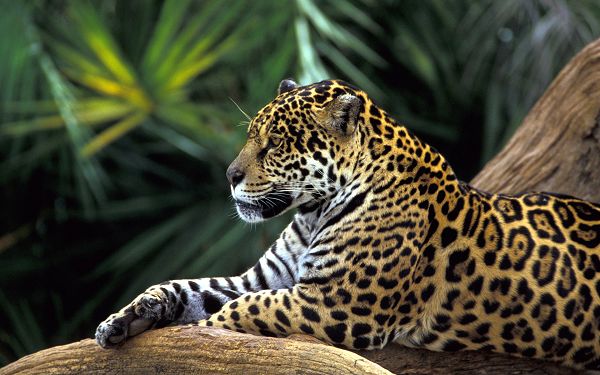 wallpaper of animals: Jaguar lying on the branch ,click to download