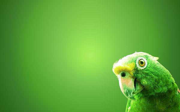 wallpaper of animals: a green parrot on the green screen ,click to download