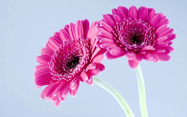 wallpaper of flowers-Purple Gerbera Daisies,click to download