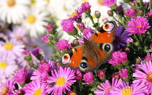 wallpaper of peacock butterfly on the purple flowers ,click to download