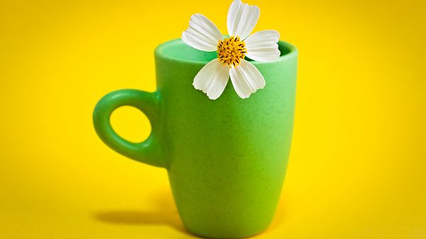 wallpaper of refreshing picture: a flower in the green cup ,click to download