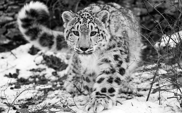 wanderful wallpaper of animals: a Snow leopard in snow ,click to download