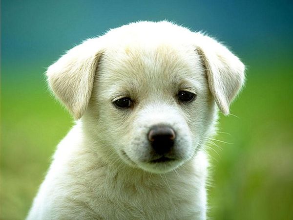 white doggy free wallpaper ,click to download