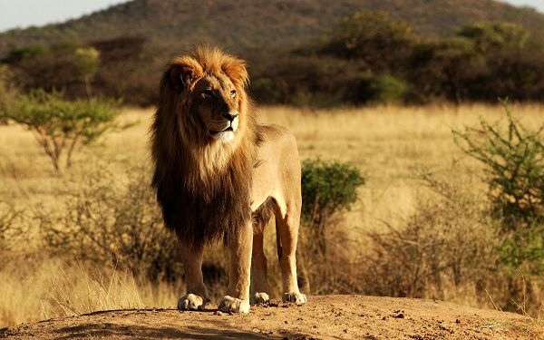 wonderful wallpaper of lion: a lion on the grassland of Africa ,click to download