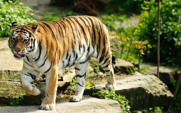 wonderful wallpaper of tiger: a best tiger is walking on the cliff edge ,click to download