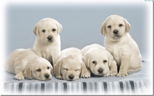 Six cute dogs for you, do y ou love the gift?