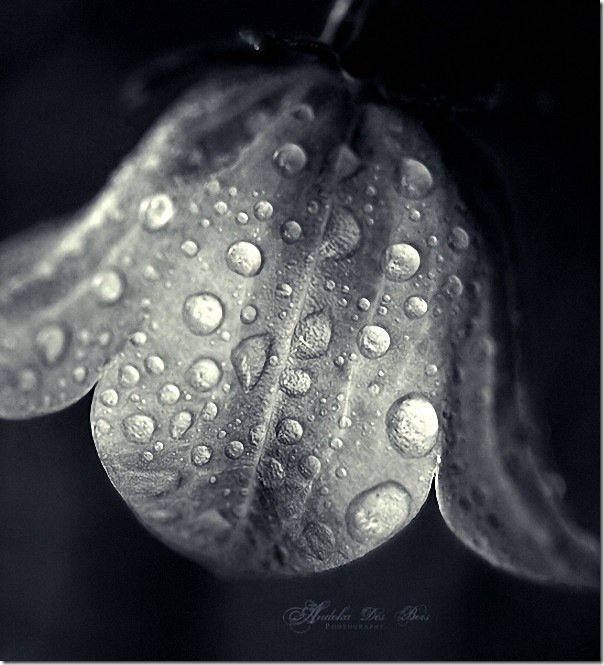 2015 A group of micro mode Wallpaper:  dewdrop