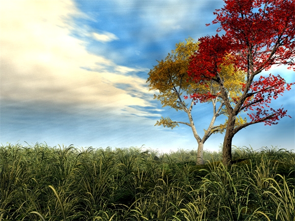 Free 3d Beautiful Autumn Scenery Computer Wallpaper Clean Beautiful Leaves And Sky 1600*1200(7)
